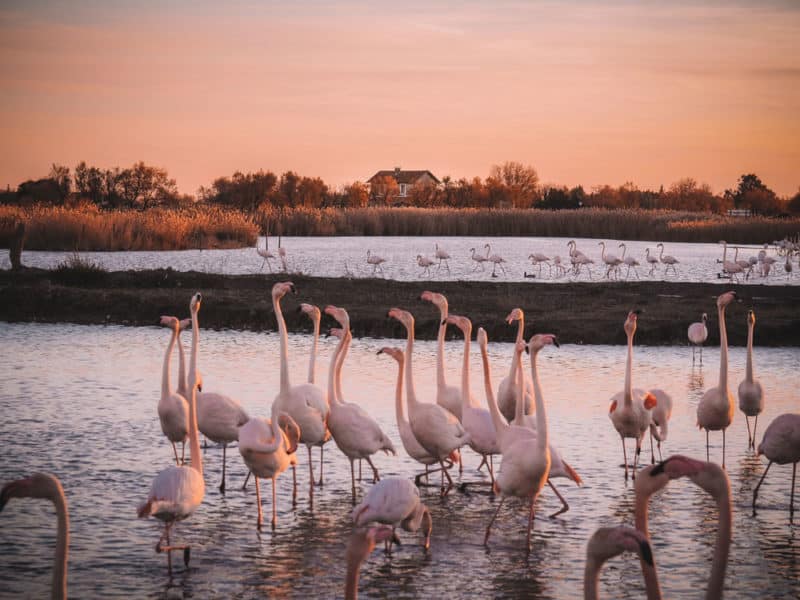 Voir des flamants roses en Camargue de près le Pont de Gau blog voyage