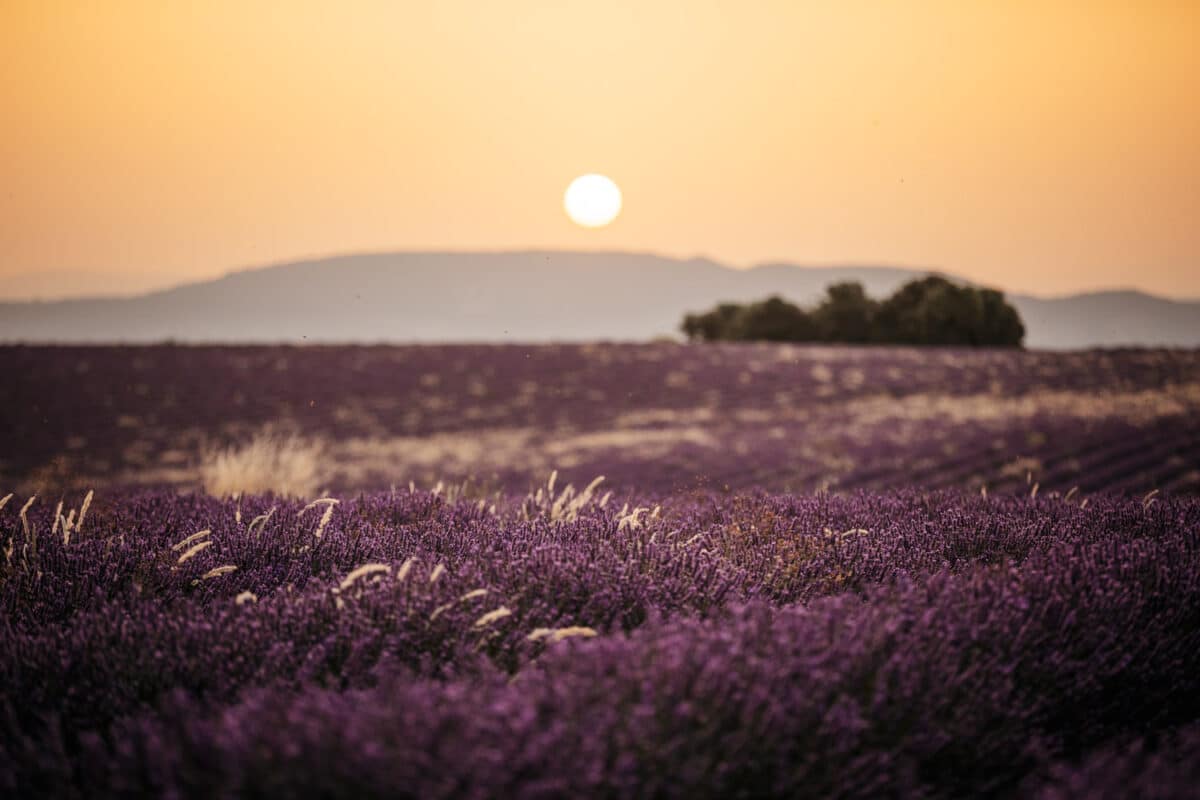 comment visiter les champs de lavande Valensole ?