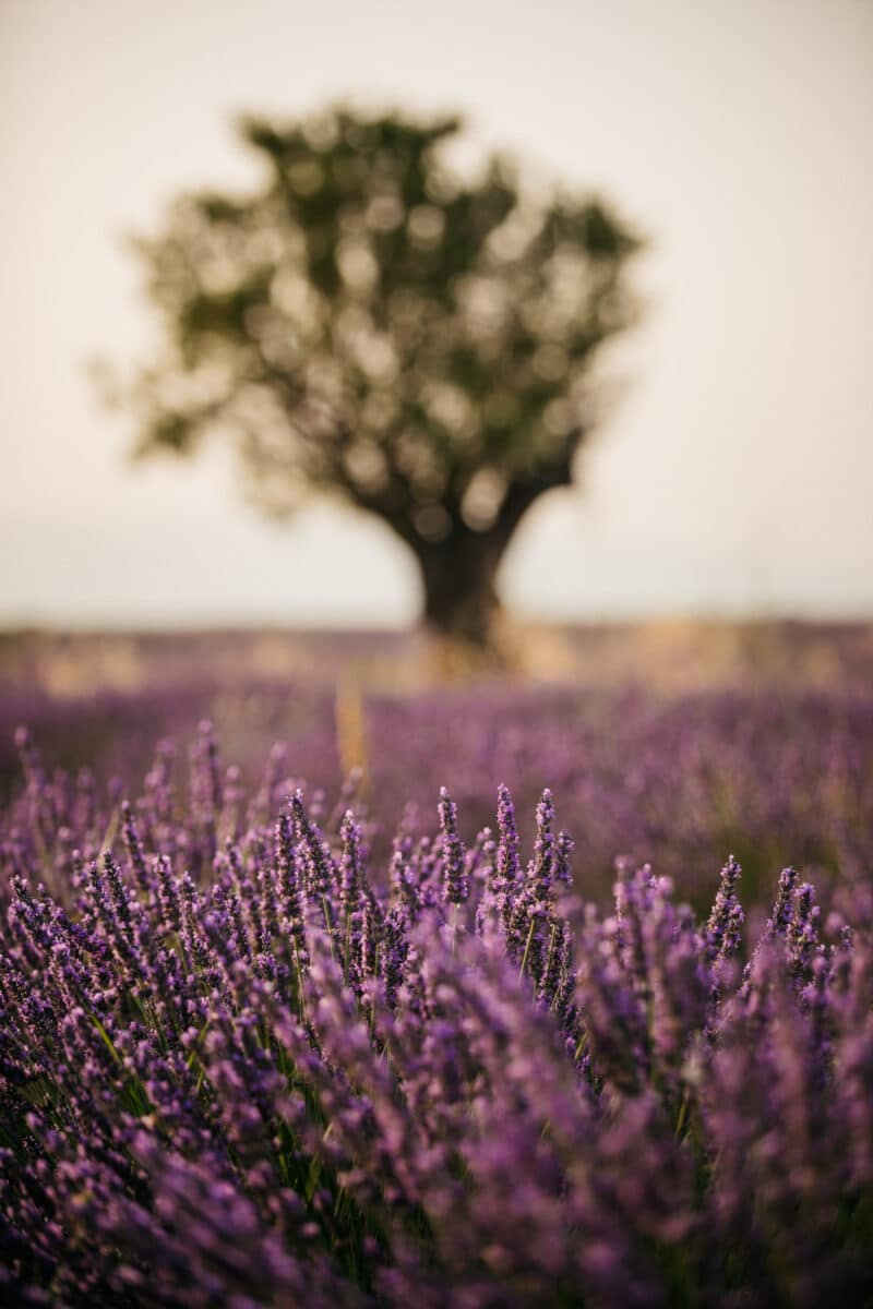 emplacement champs de lavande avec arbre