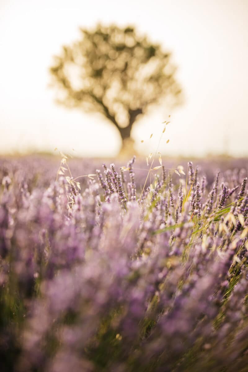 lavandes du plateau de Valensole