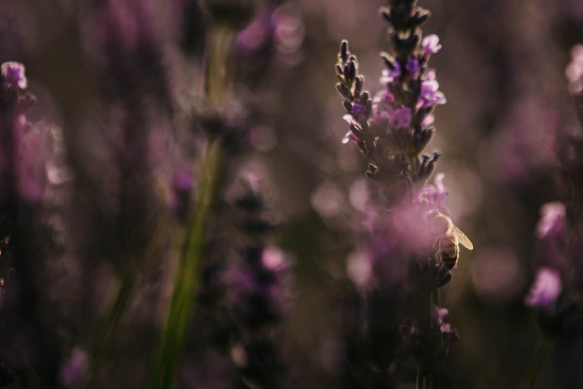 meilleure période lavandes Provence