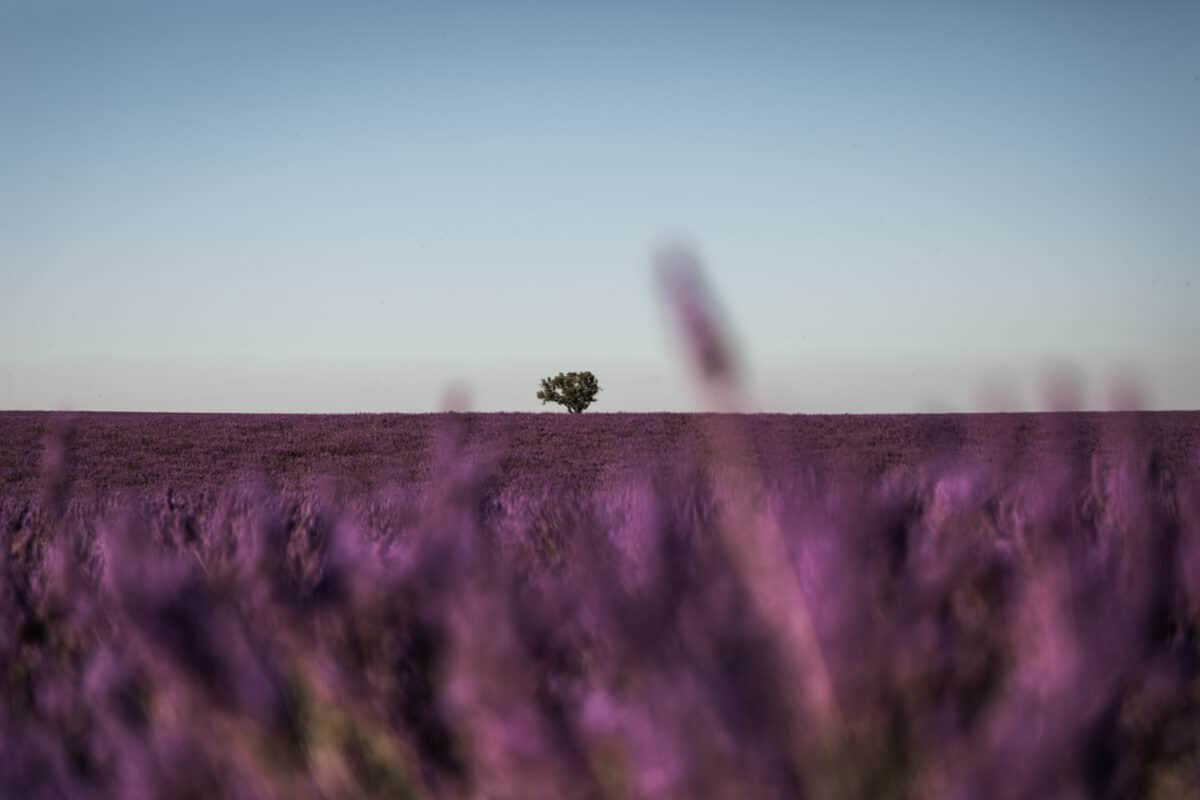 où aller voir lavandes Provence