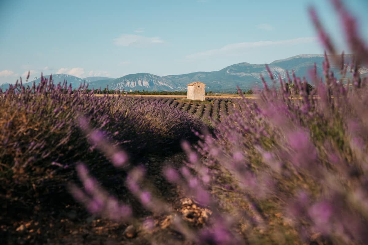 où se trouve le champ de lavande avec cabanon ?