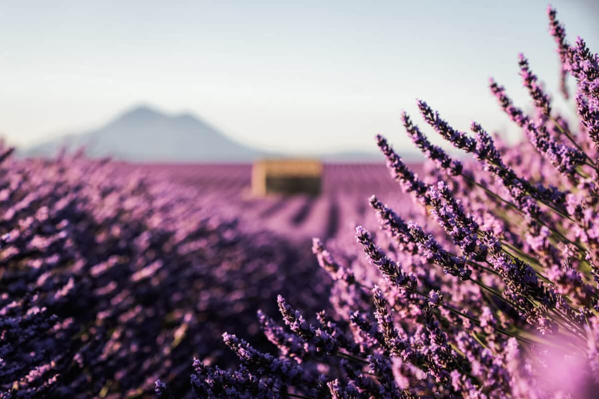 où se trouve les champs de lavande Valensole ? blog