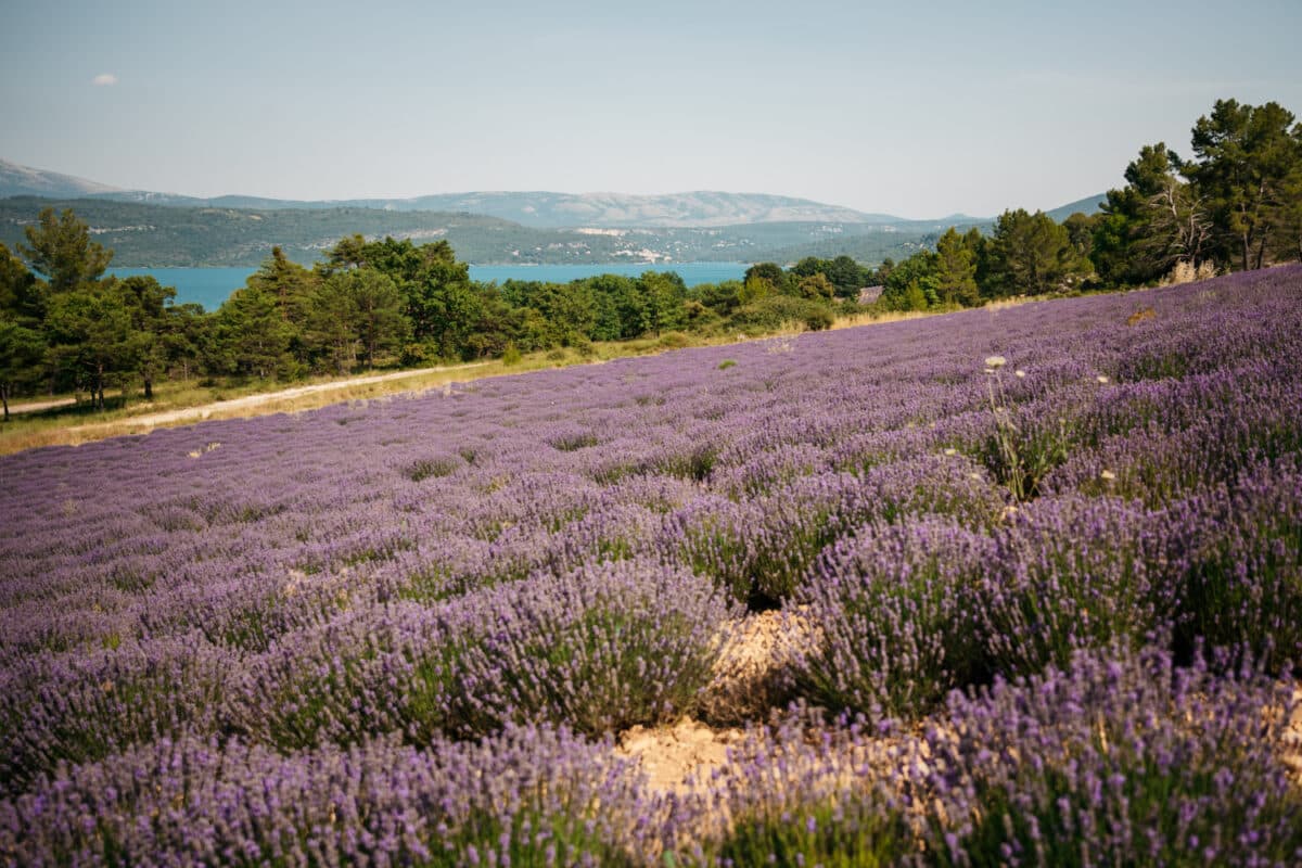 où voir champs de lavande avec lac du Verdon