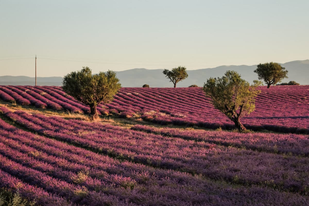 où voir les lavandes de Valensole ?