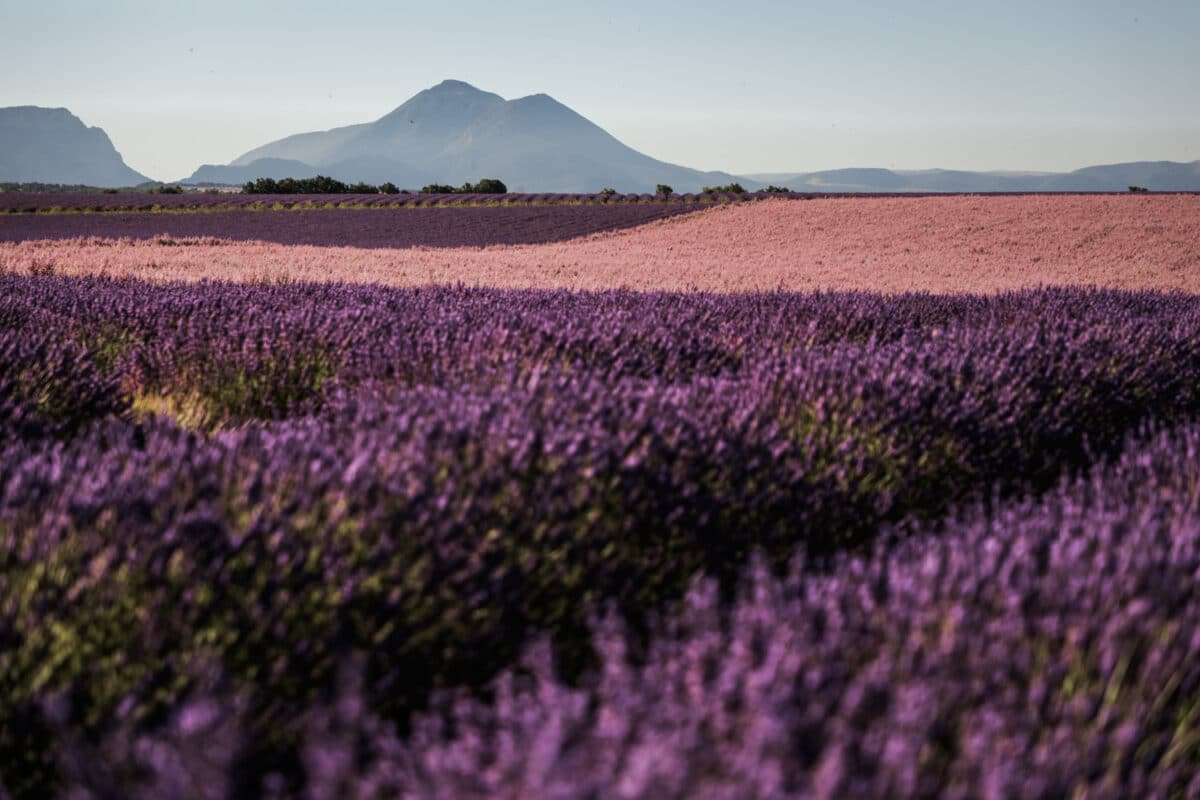 où voir plus beaux champs de lavande Valensole ?