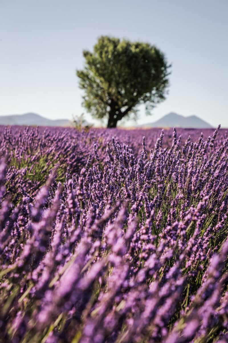 pourquoi moins de lavandes en Provence