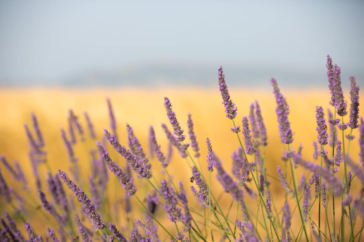 quand voir lavande Valensole blog