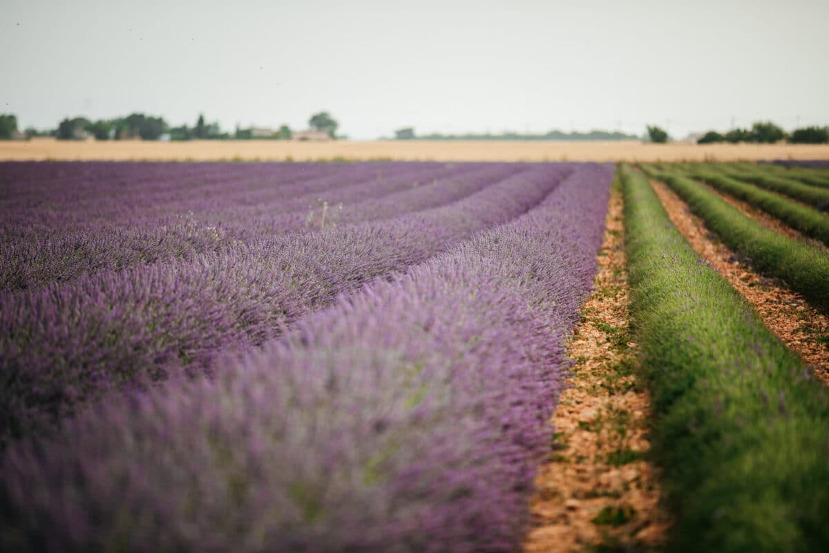 quand voir les lavandes en fleurs