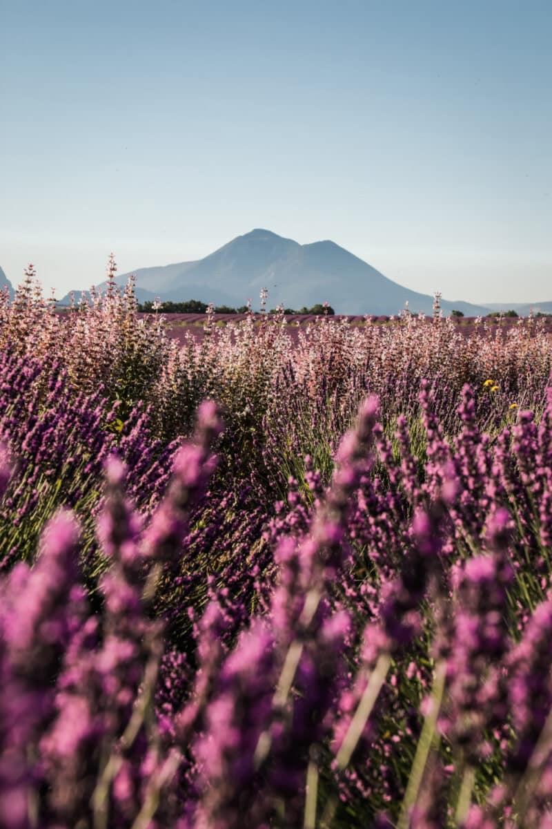 que faire Valensole blog voyage