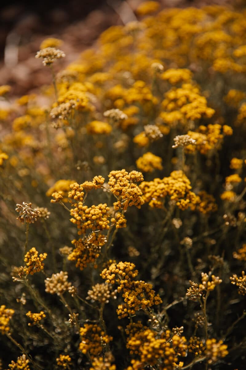 quelles sont les fleurs jaunes qui sentent fort en Provence