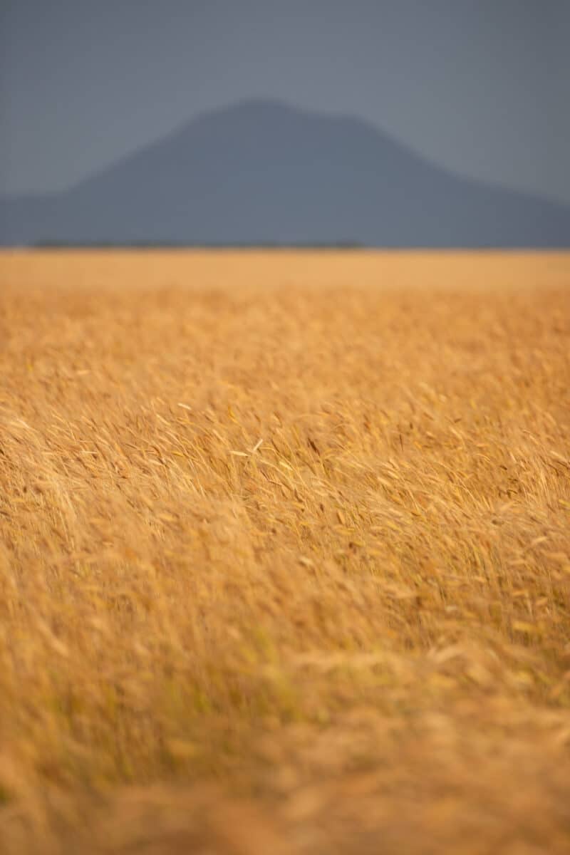 Valensole Verdon blog voyage