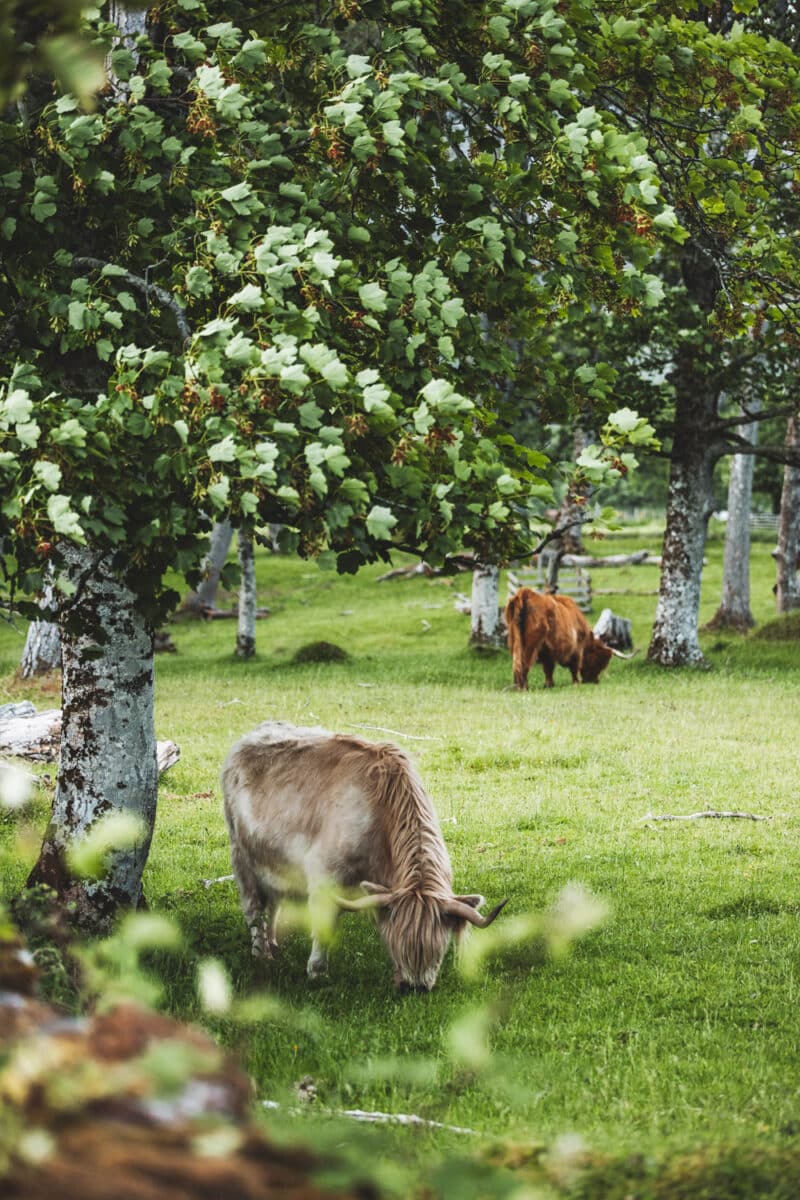 Écosse en été