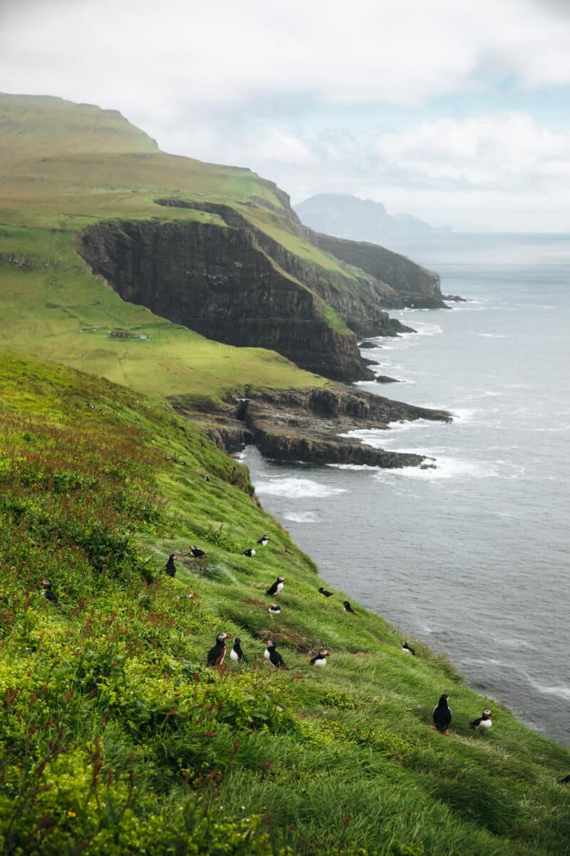 excursion Mykines iles Féroé