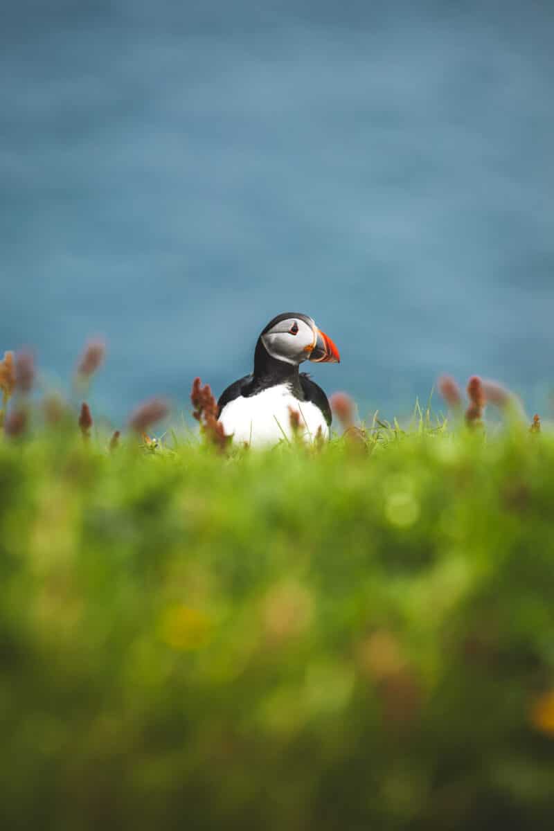 où voir des macareux aux iles Féroé