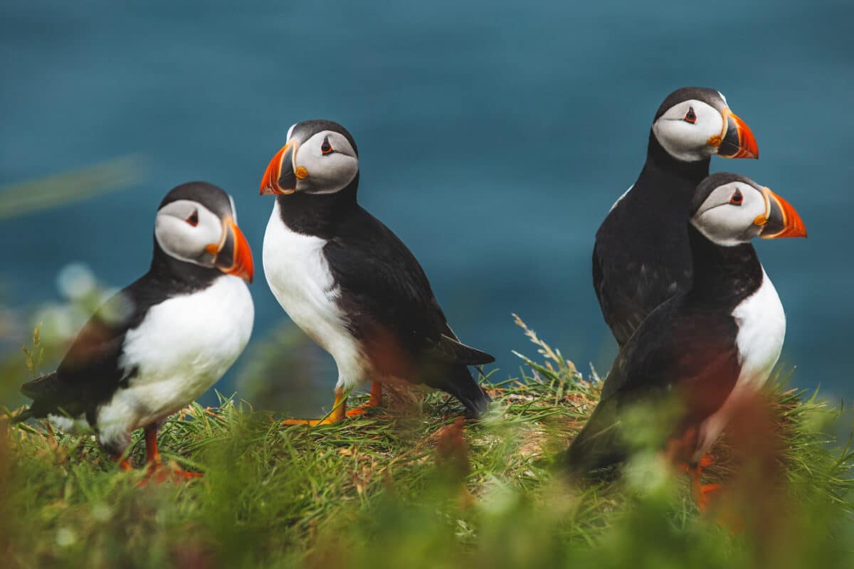 ou voir des macareux aux iles Féroé