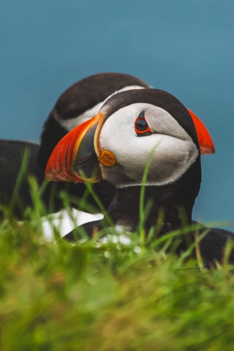 puffin faroe island